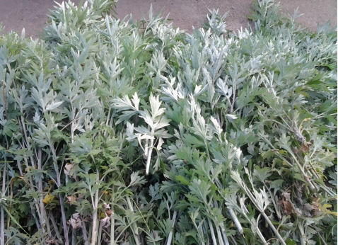 華展貓先生，端午節(jié)，垃圾分類